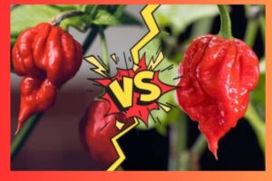 Read more about the article Carolina Reaper vs Ghost Pepper: On Heat Level And Flavors