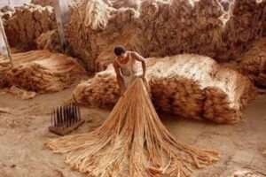 Read more about the article Top Jute-Producing States in India: Challenges and Opportunities