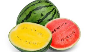 Read more about the article Can Yellow Watermelon Sustain Hydration More Effectively Than Regular Watermelon?