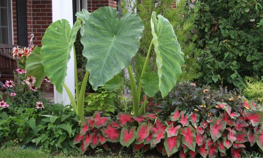 Elephant Ear Plants