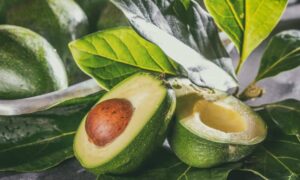 Avocado Plant Care Guide: Grow Healthy Avocado Trees from Seed to Fruit